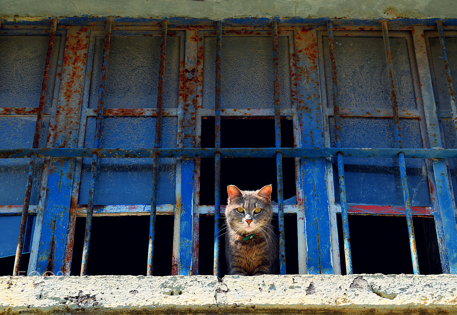 Nikon D3300 sample photo. Jailed photography