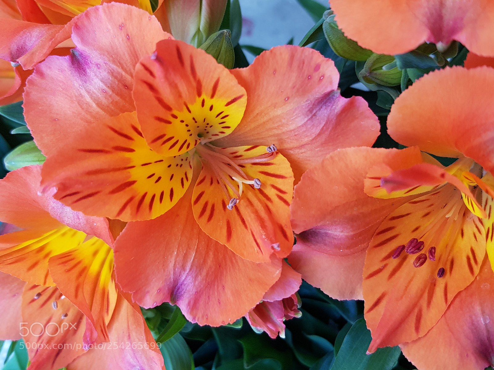 Samsung Galaxy S8 sample photo. Untitled photography