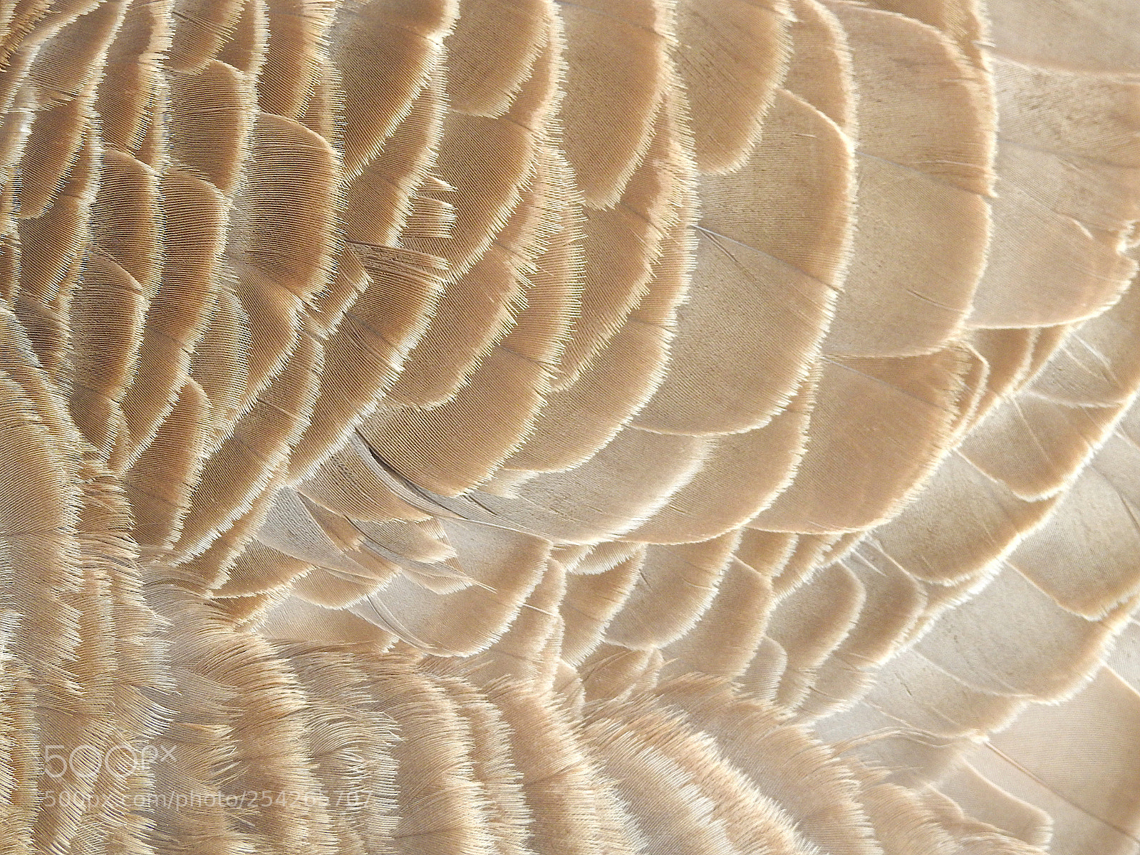 Nikon Coolpix P900 sample photo. Canada goose photography