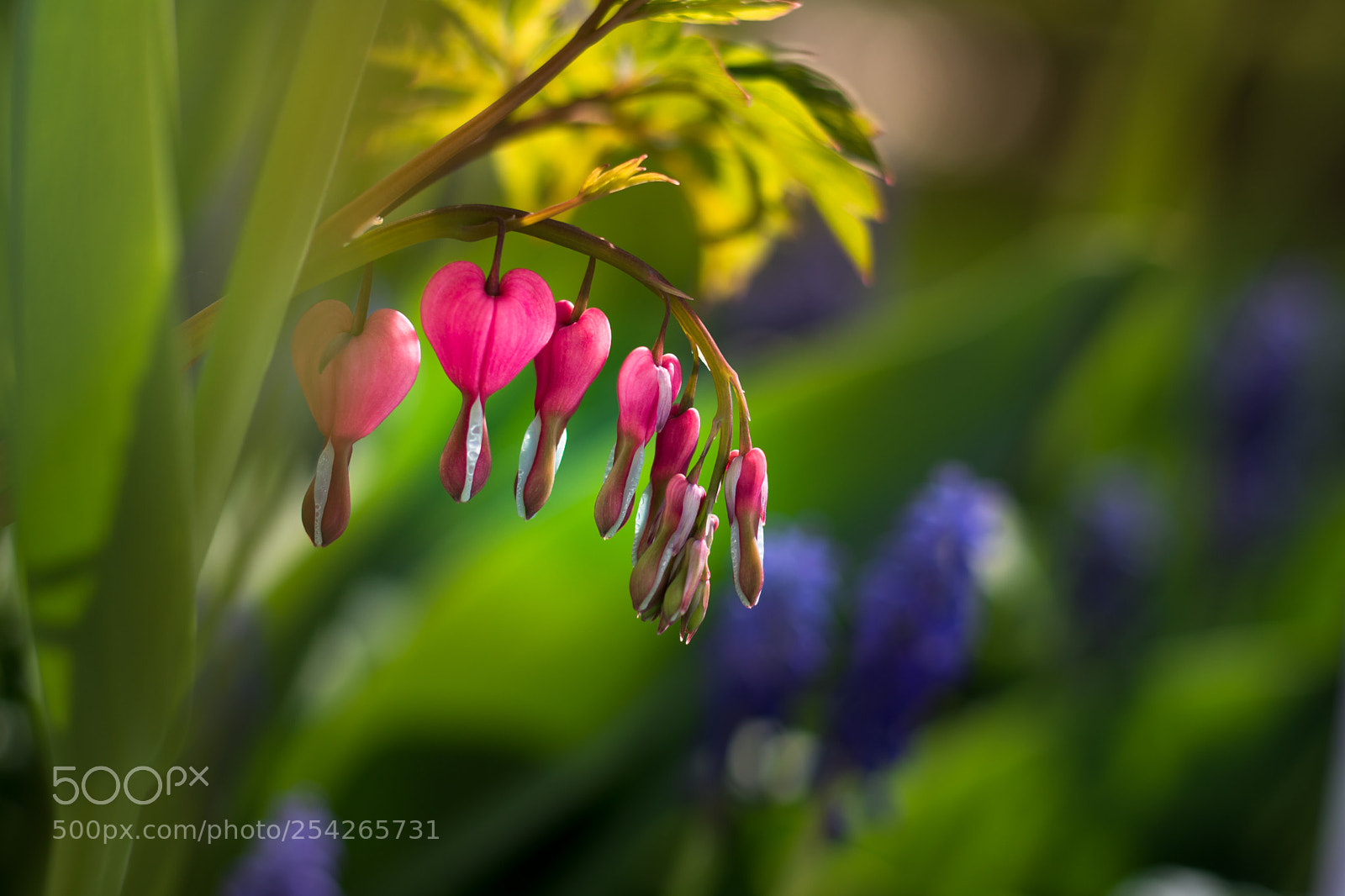 Nikon D7200 sample photo. Bleeding heart photography