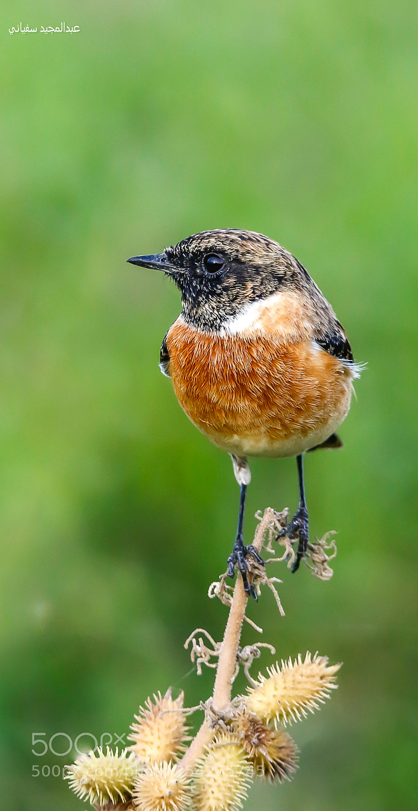 Canon EOS 7D Mark II sample photo. Stonechat - القليعي photography