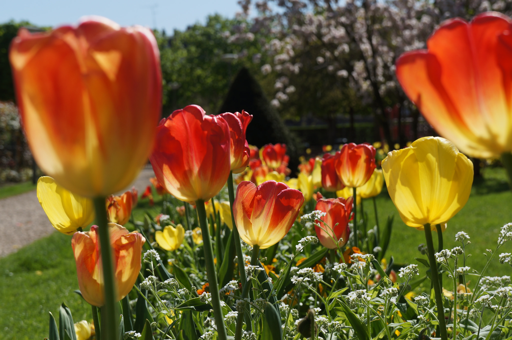 Sony E 18-55mm F3.5-5.6 OSS sample photo. Tulipes photography