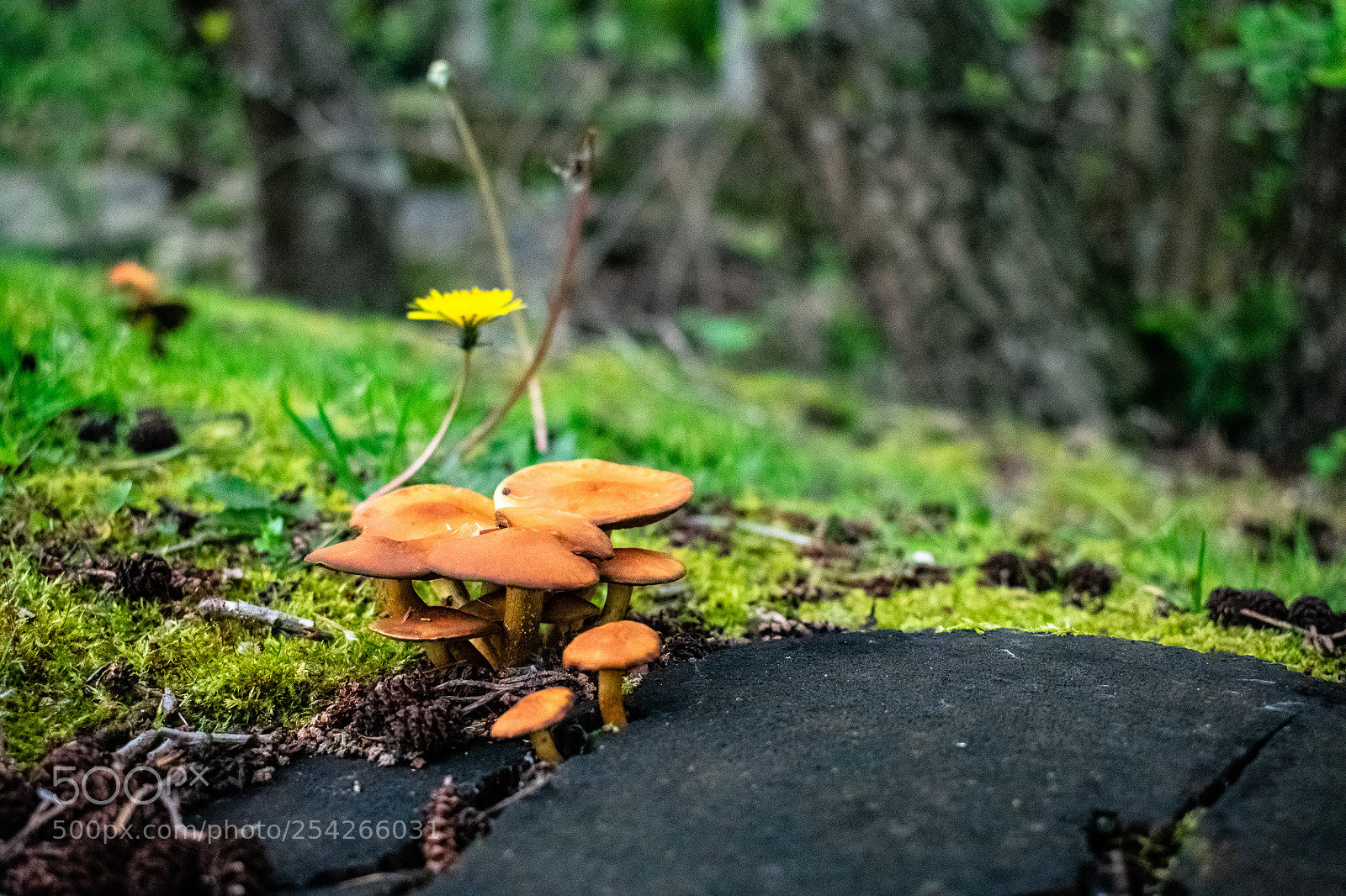 Nikon D3400 sample photo. Gathering photography