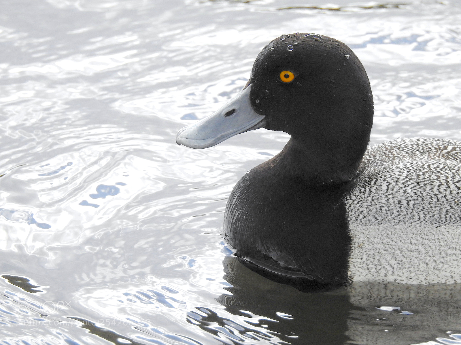 Nikon Coolpix P900 sample photo. Scaup photography