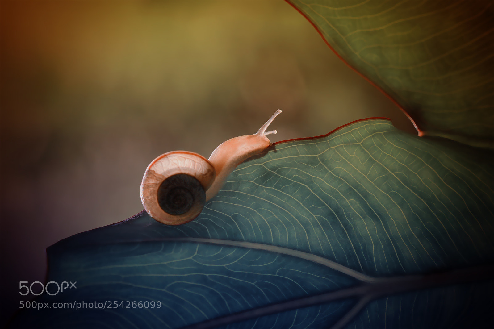 Canon EOS 7D sample photo. Snail photography