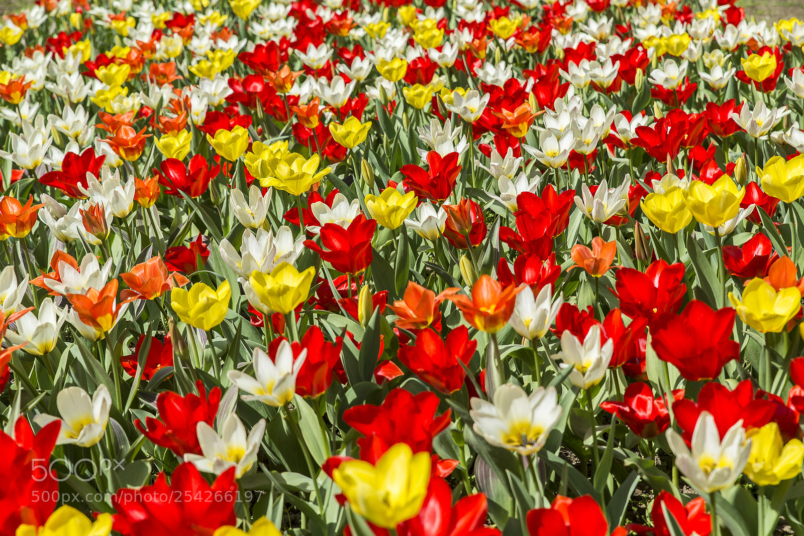 Nikon D610 sample photo. As far as the photography