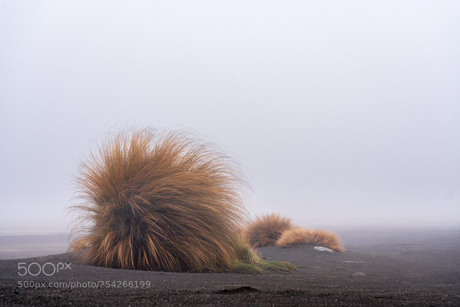 Sony a7R III sample photo. Into the mist photography