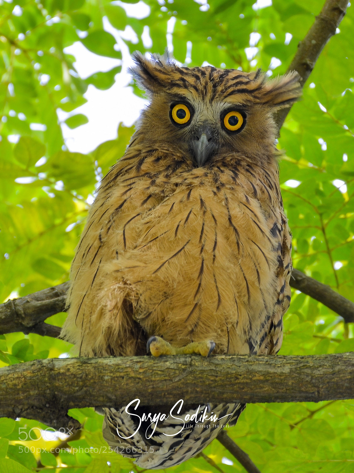 Nikon D7000 sample photo. Yellow eyes photography