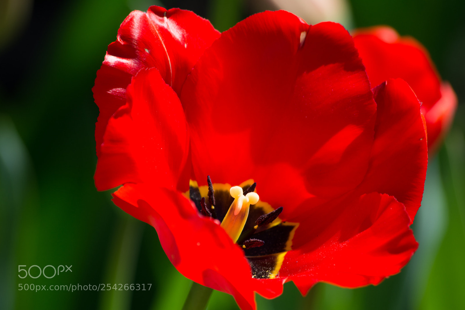 Nikon D5200 sample photo. Tulip photography