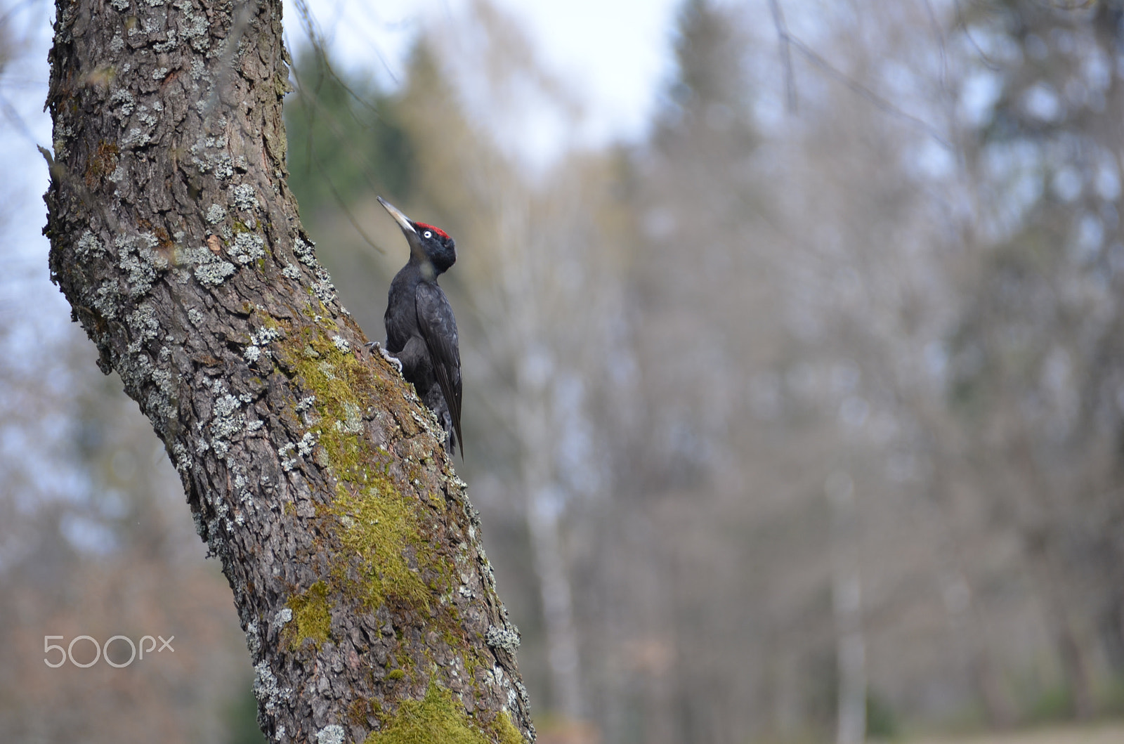 Nikon D7000 sample photo. Black polish woodpecker photography