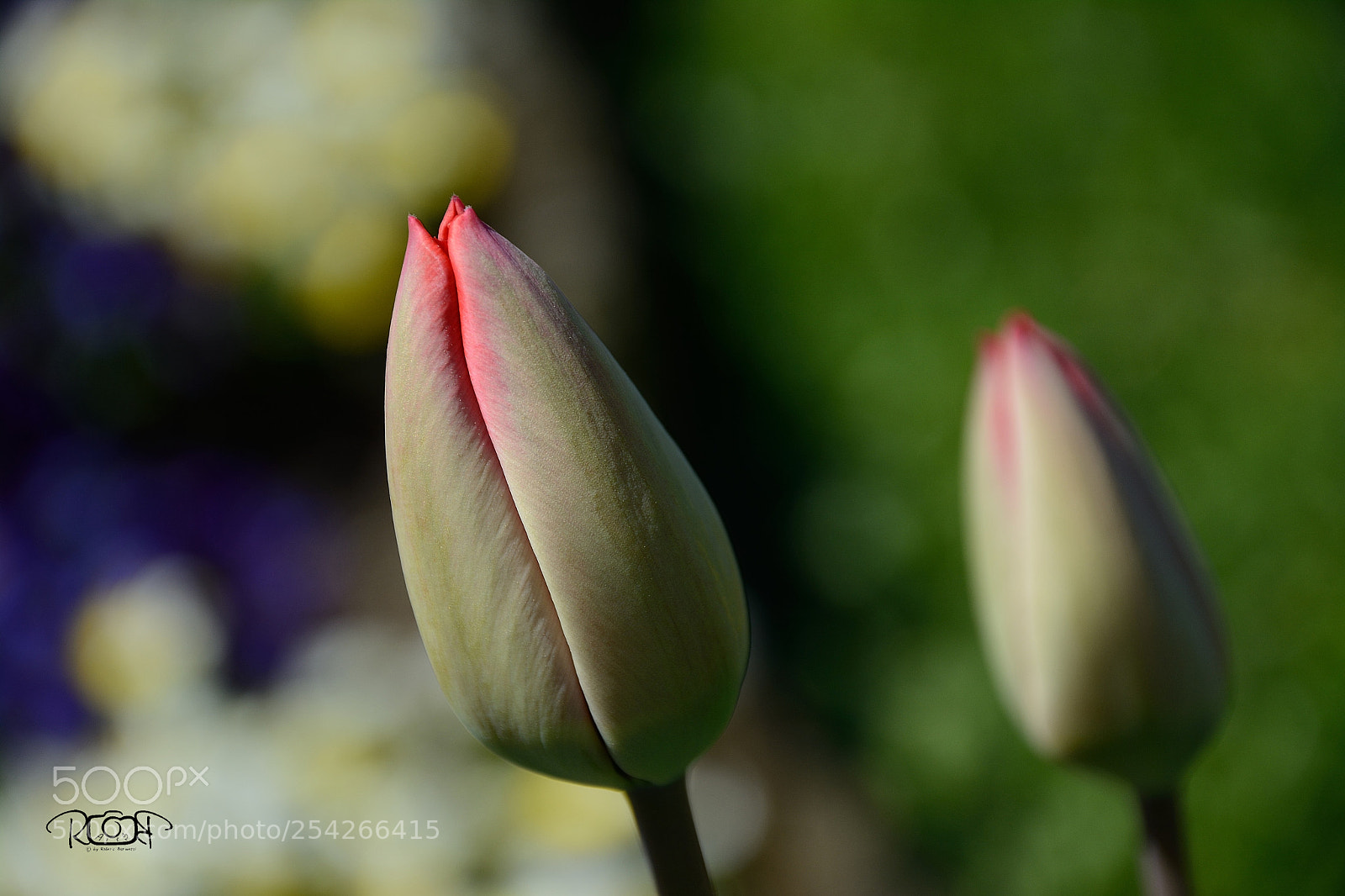 Nikon D5200 sample photo. Tulipa photography