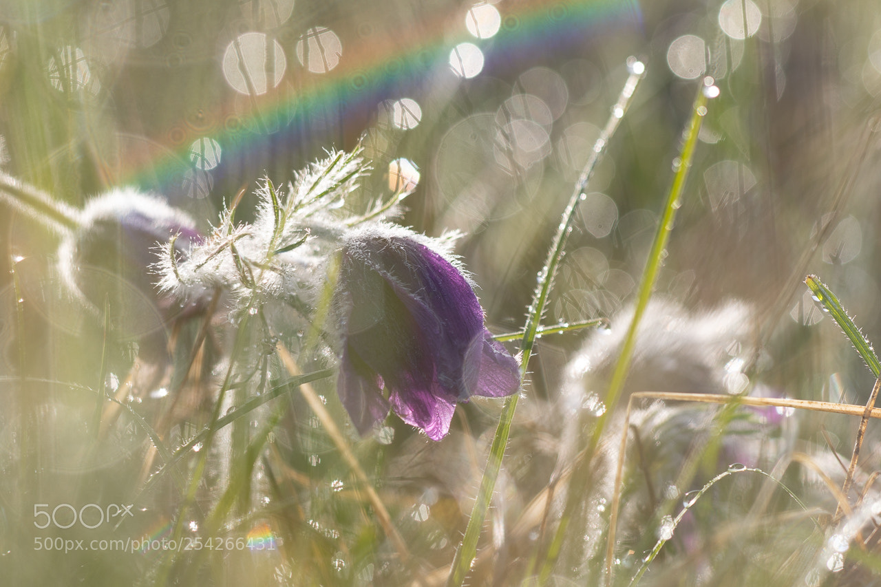 Canon EOS 7D Mark II sample photo. Anémone pulsatille photography