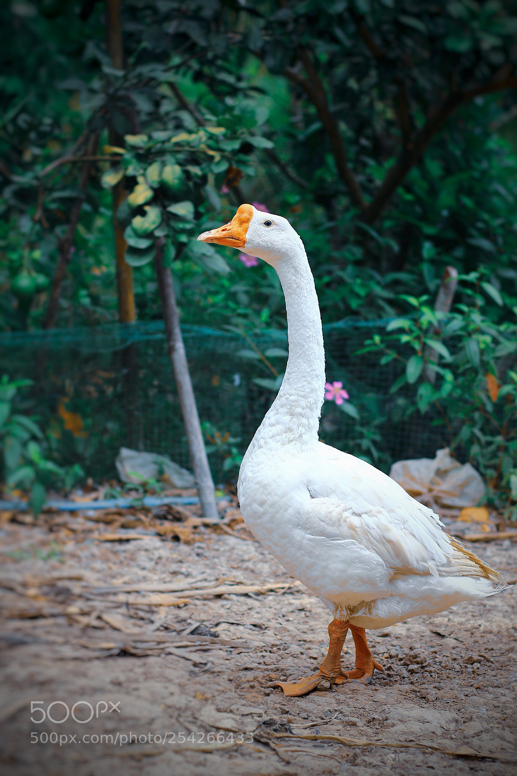 Canon EOS M10 sample photo. Untitled photography