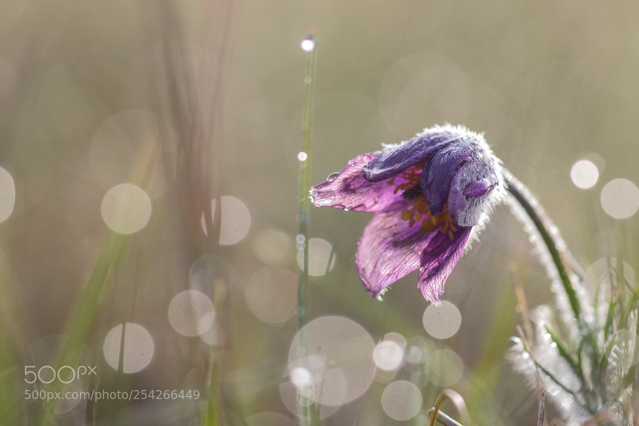 Canon EOS 7D Mark II sample photo. Anémone pulsatille photography
