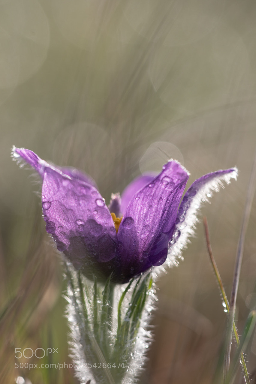 Canon EOS 7D Mark II sample photo. Anémone pulsatille photography