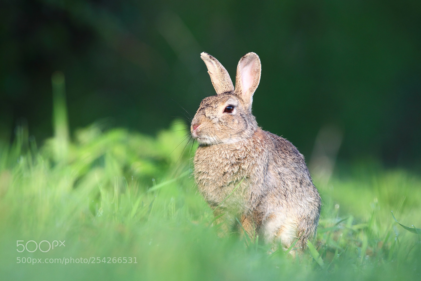 Canon EOS-1D Mark IV sample photo. Wild rabbit photography