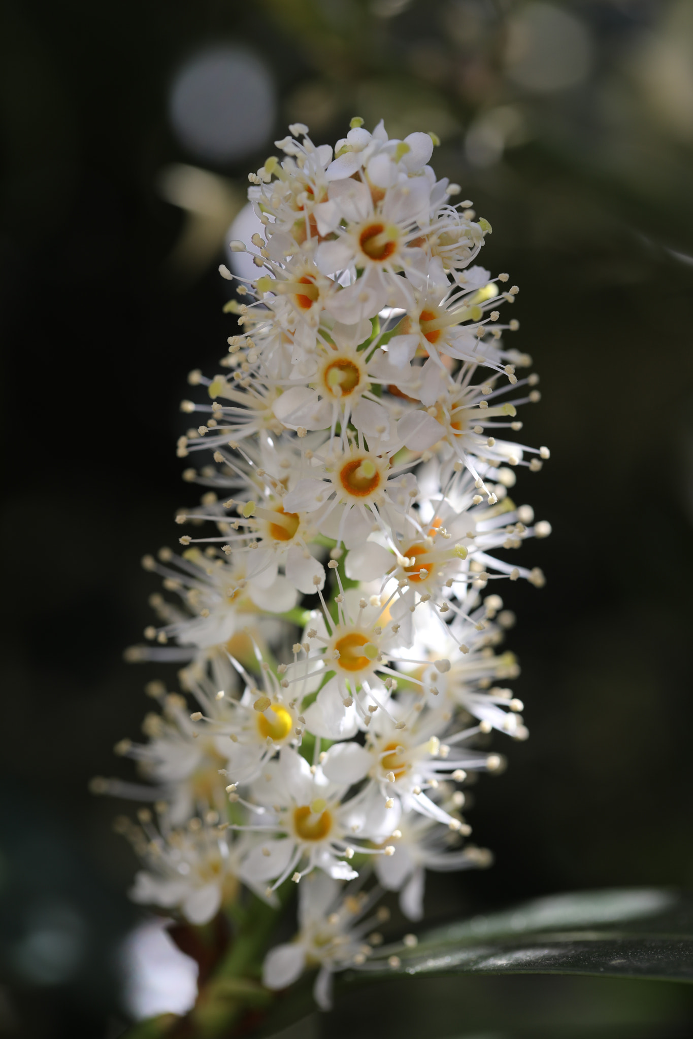 Canon EF 100mm F2.8L Macro IS USM sample photo. Lorbeerkirsche (prunus laurocerasus) photography