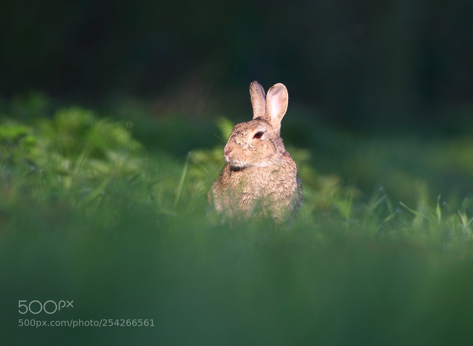 Canon EOS-1D Mark IV sample photo. Wild rabbit photography