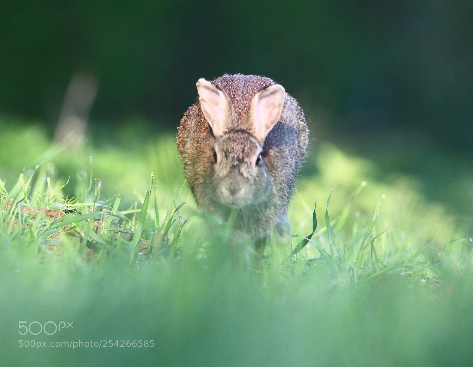 Canon EOS-1D Mark IV sample photo. Wild rabbit photography