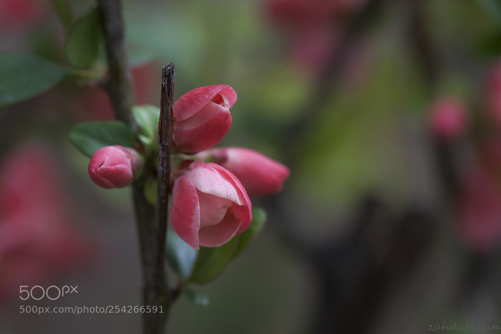 Canon EOS 5D Mark II sample photo. Papilla photography
