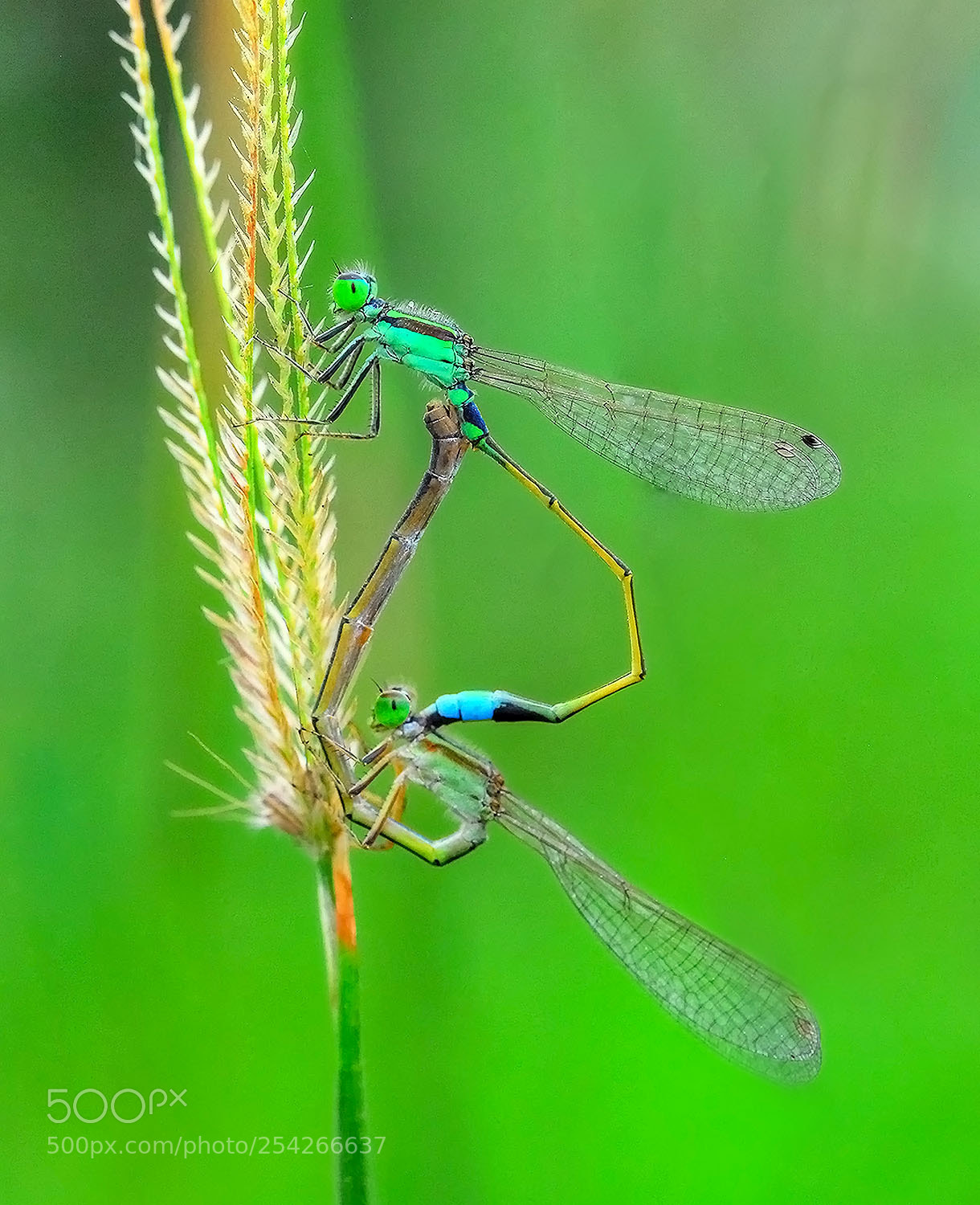 Nikon D200 sample photo. Intimacy photography
