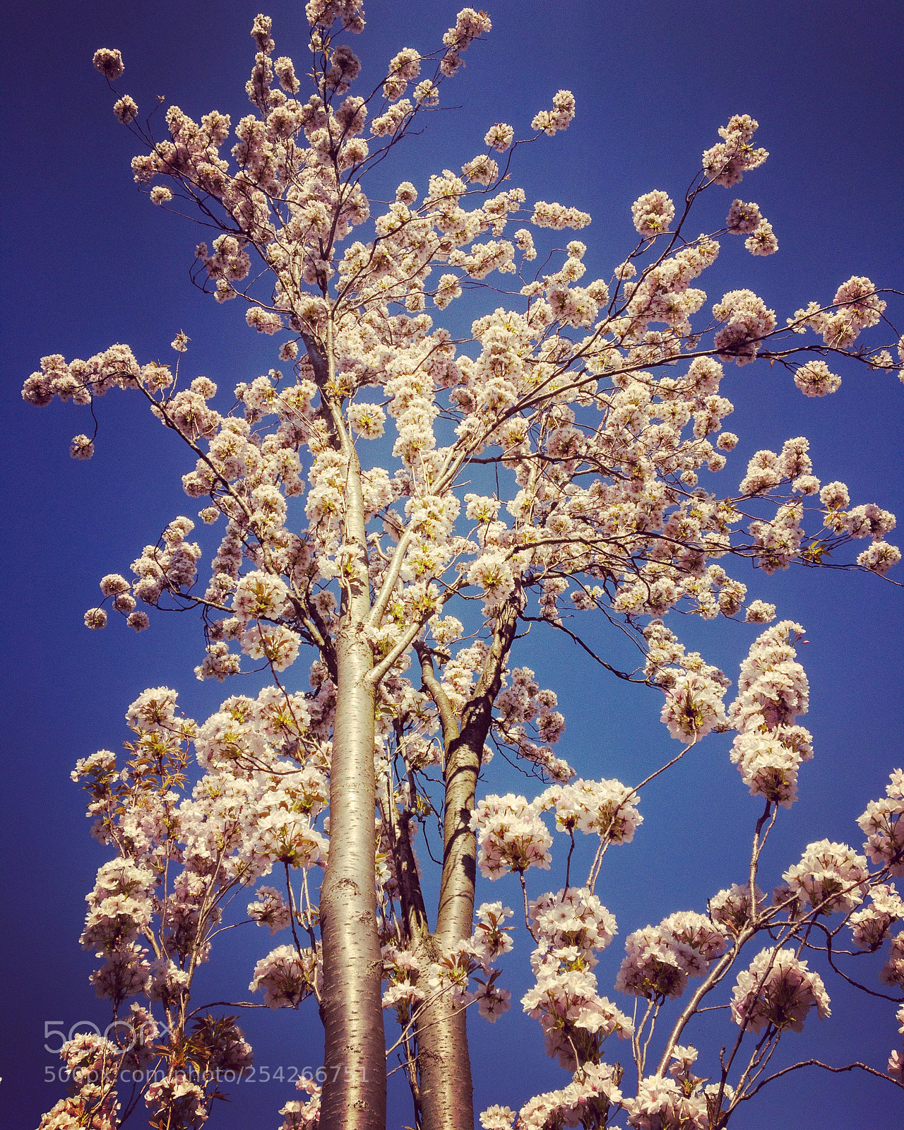 Apple iPhone 6s sample photo. Tree photography