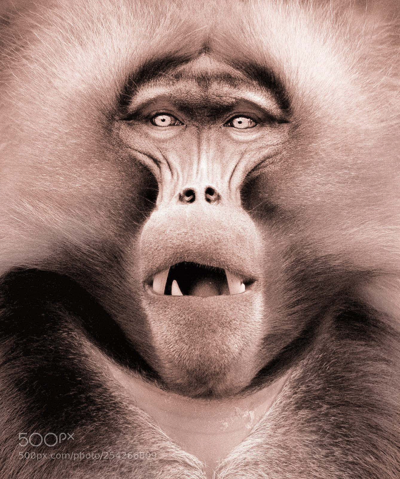 Canon EOS 7D sample photo. Monkey photography