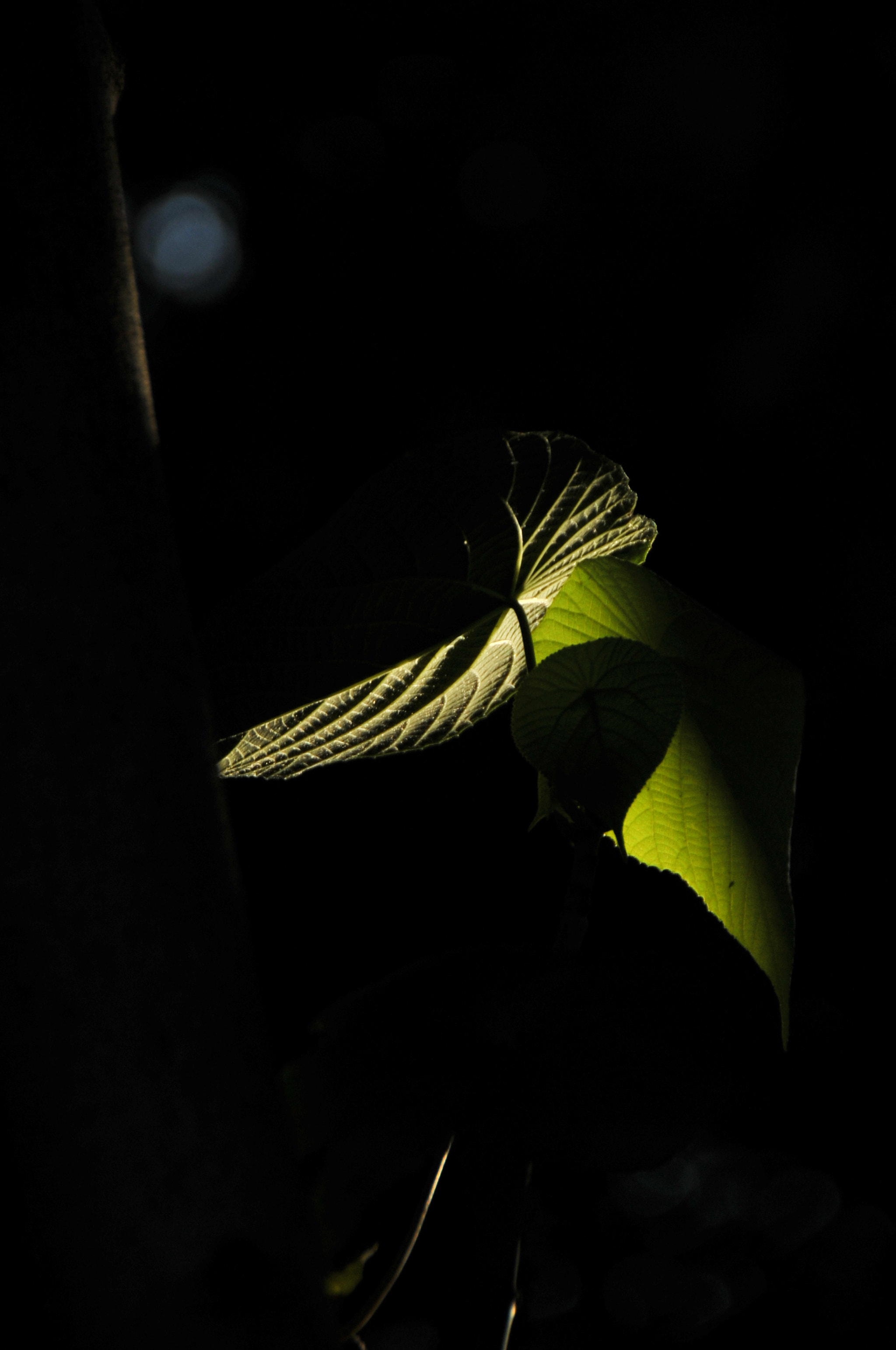 Nikon D3S sample photo. .. photography