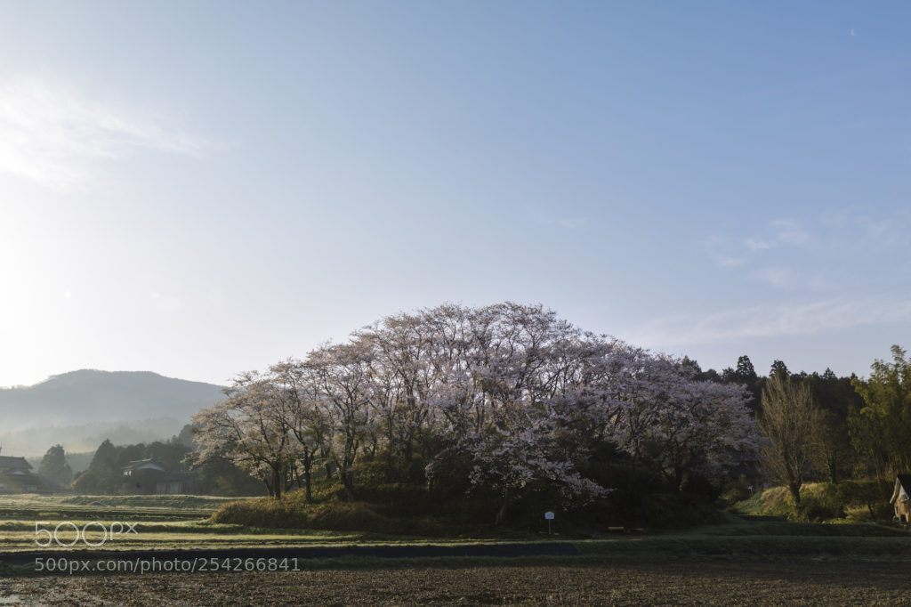 Canon EOS 5D Mark IV sample photo. 鍋山こふん photography