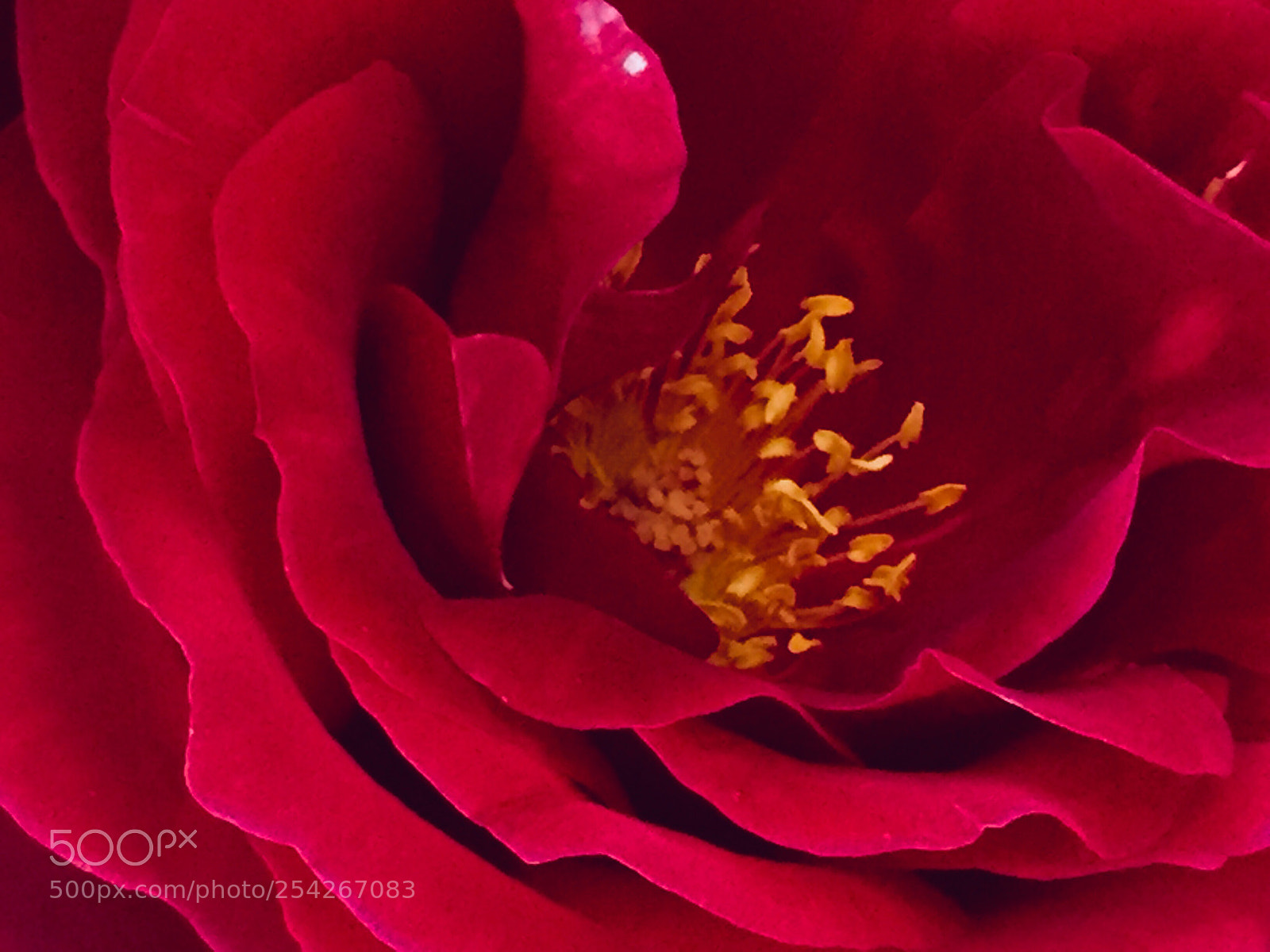 Apple iPhone 6 sample photo. Time brings roses... photography