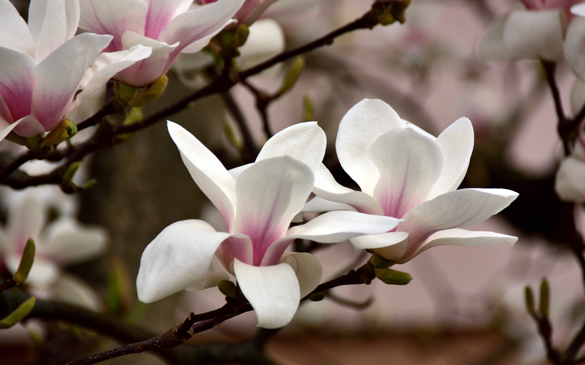 Sigma 18-250mm F3.5-6.3 DC Macro OS HSM sample photo. Beauty photography