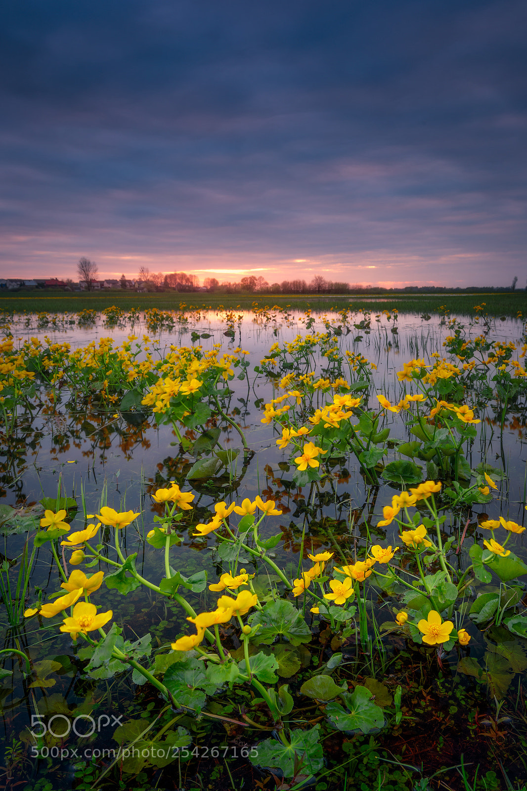 Canon EOS 5D Mark IV sample photo. Evening marigolds... photography
