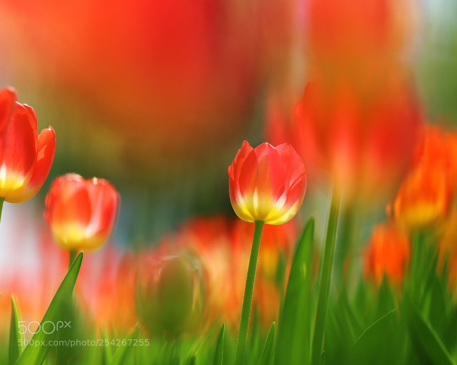 Canon EOS 6D sample photo. Tulips  photography