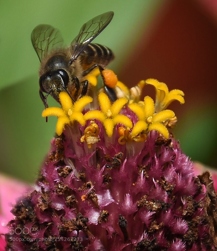 Nikon D7200 sample photo. Busy bee photography