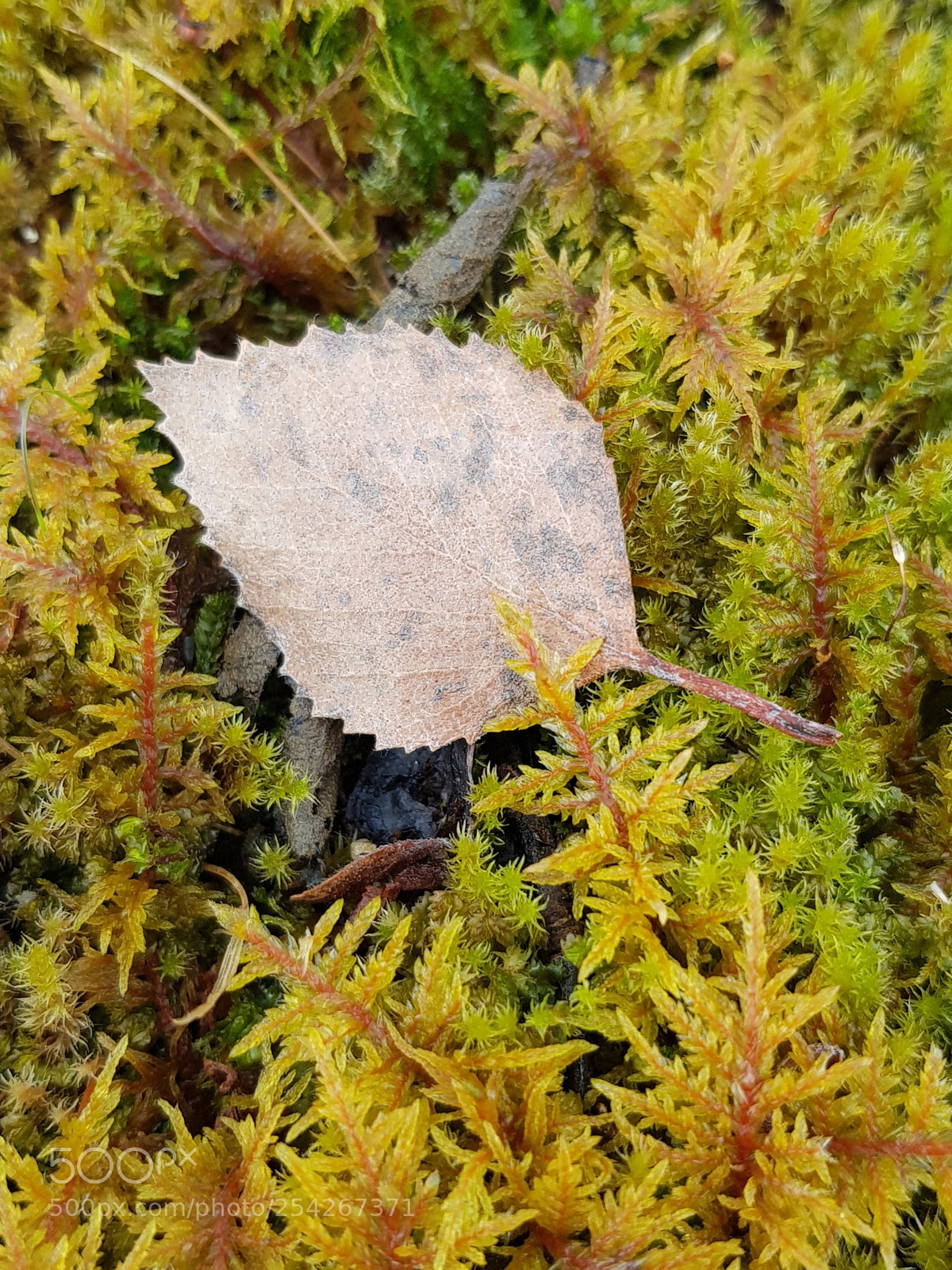 Samsung Galaxy S8 sample photo. Just a leaf photography