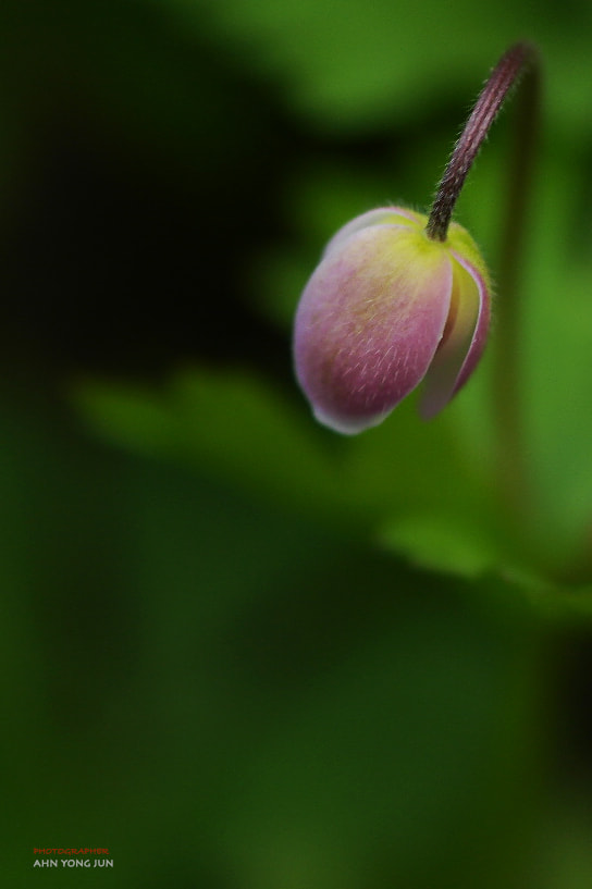 Samsung NX20 sample photo. Anemone flaccida f. schmidt photography