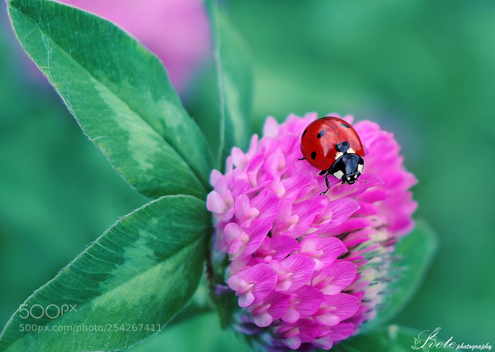 Canon EOS 700D (EOS Rebel T5i / EOS Kiss X7i) sample photo. Ladybug and tiny flowers photography