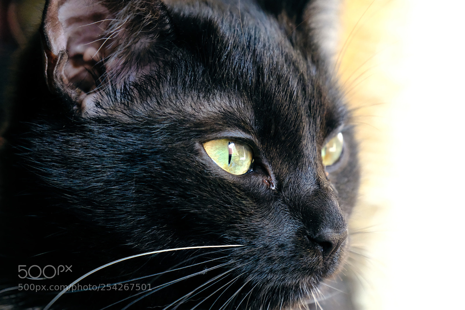 Fujifilm X-T2 sample photo. My cats photography
