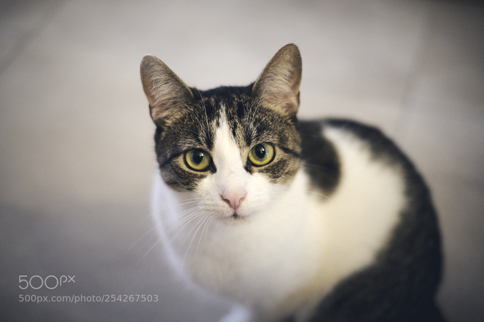 Fujifilm X-T2 sample photo. My cats photography