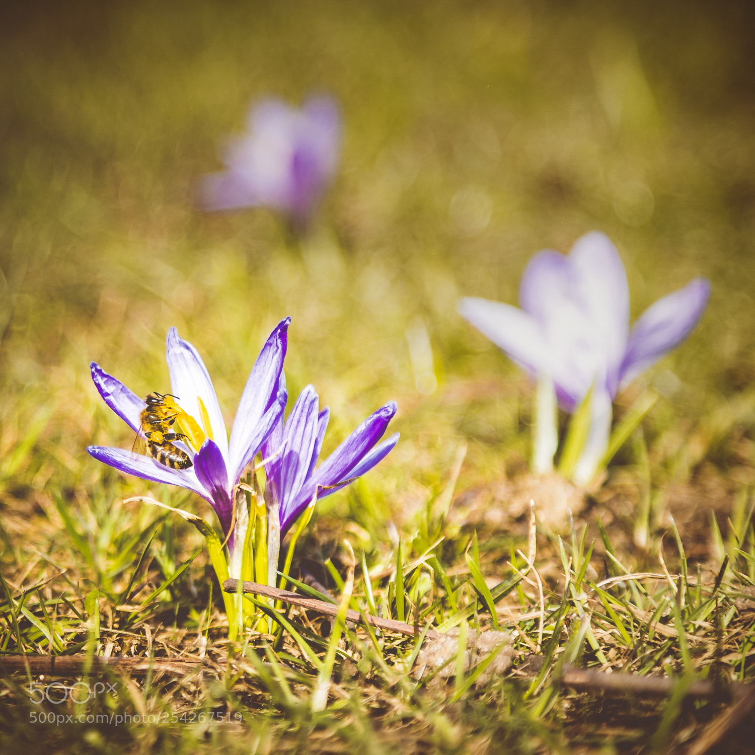 Sony a7 III sample photo. Frühling photography