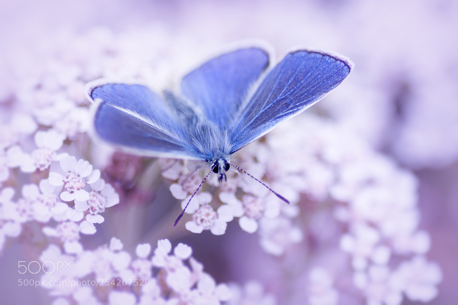 Canon EOS 50D sample photo. A butterfly photography