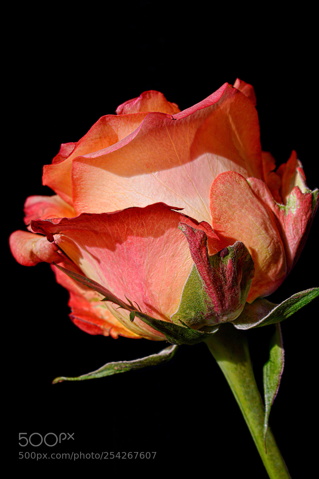 Nikon D7100 sample photo. One small rose photography