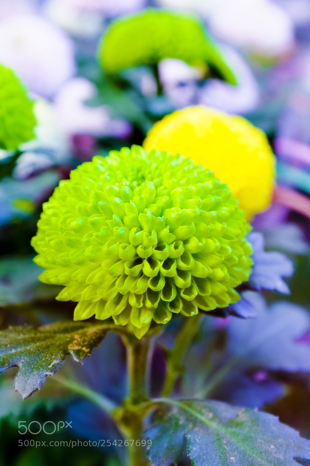 Fujifilm X100T sample photo. 菊 photography