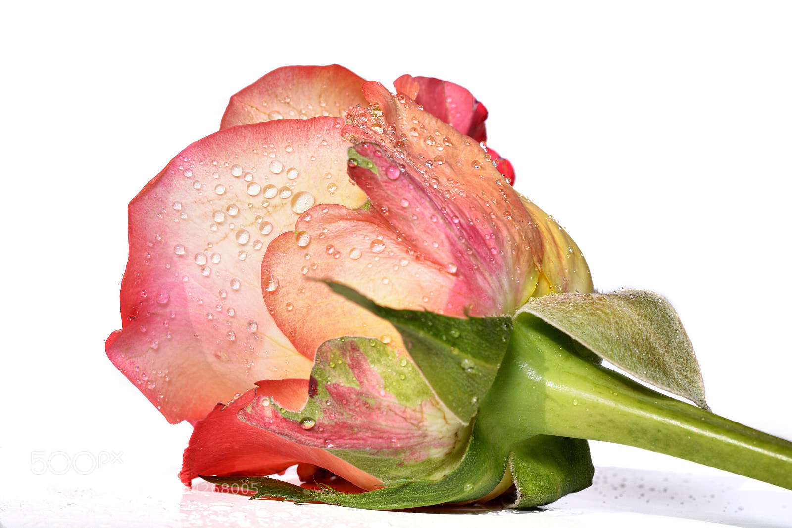 Nikon D7100 sample photo. Resting  photography