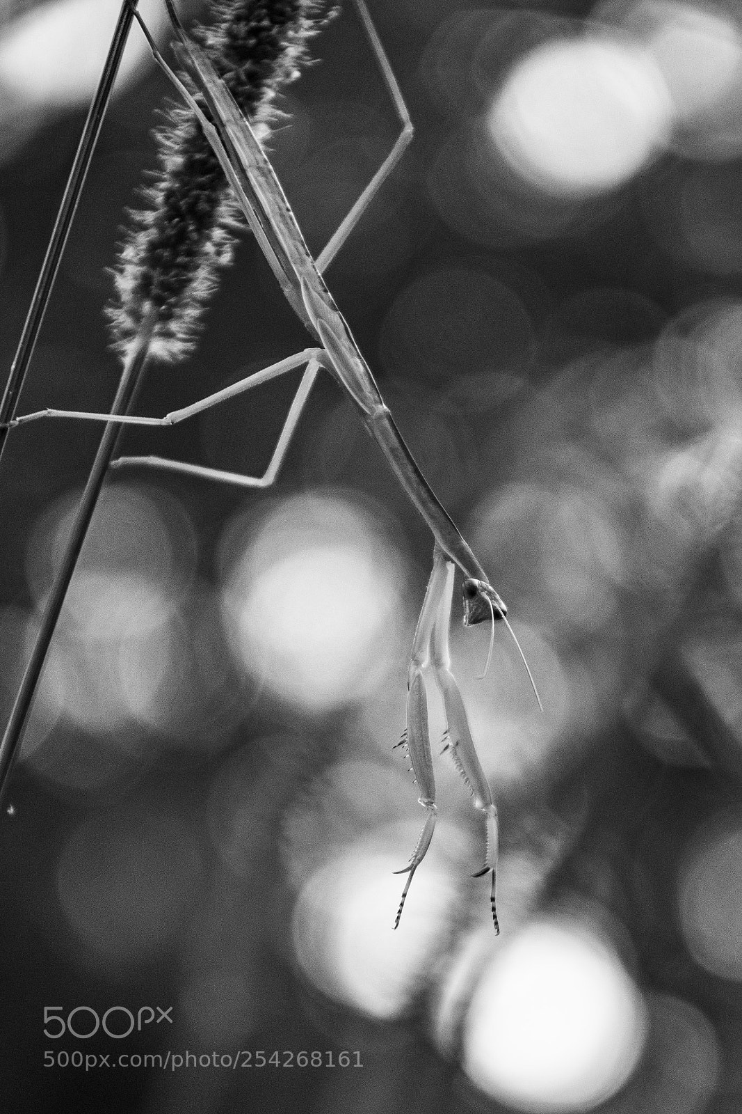 Nikon D500 sample photo. Mantis photography