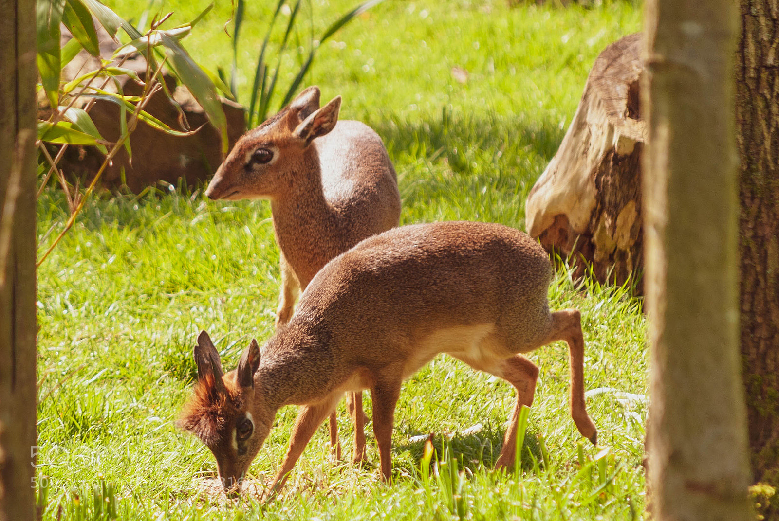 Nikon D60 sample photo. Colchester zoo april photography