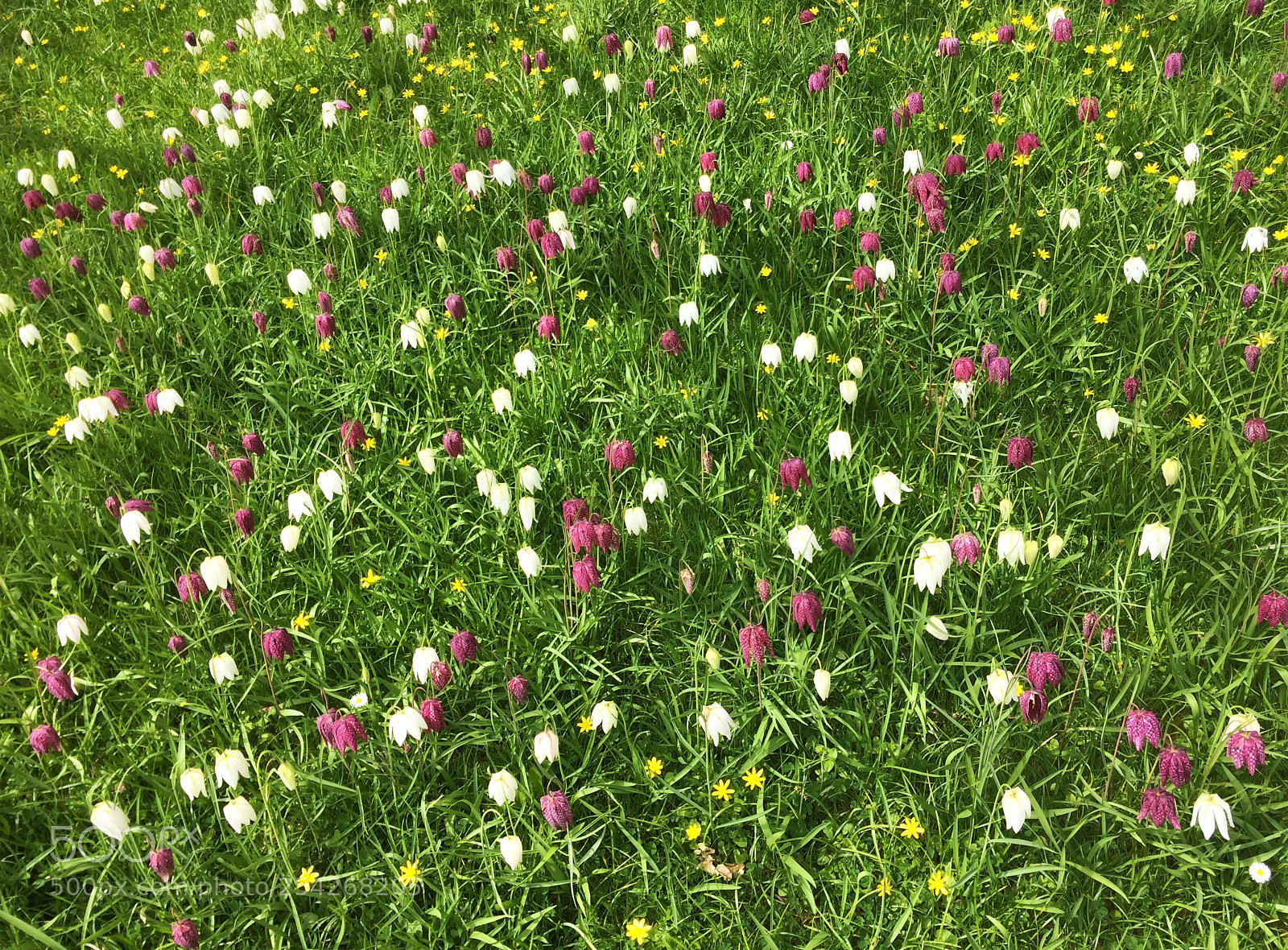 Apple iPhone 5s sample photo. Holywell spring flowers photography