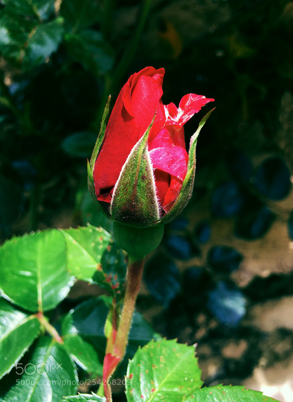 Apple iPhone 6s Plus sample photo. Rosa photography