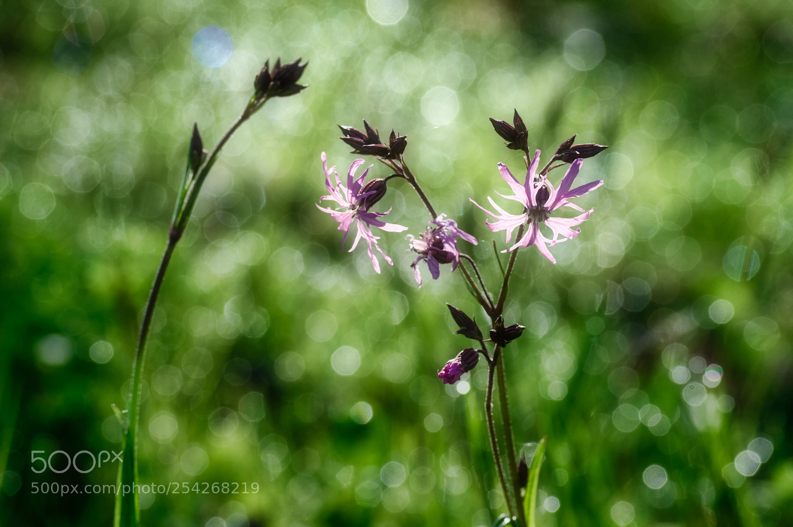 Nikon D3200 sample photo. Morning soft glow photography