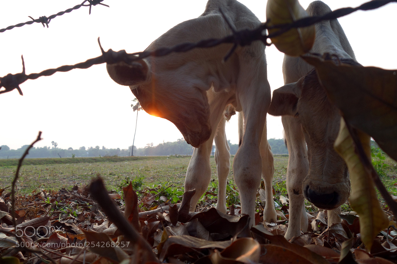 Sony Cyber-shot DSC-RX100 II sample photo. Twin cows photography